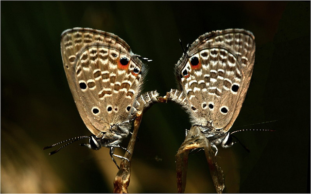 Real Live Butterflies